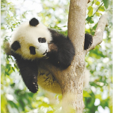 Panda панда